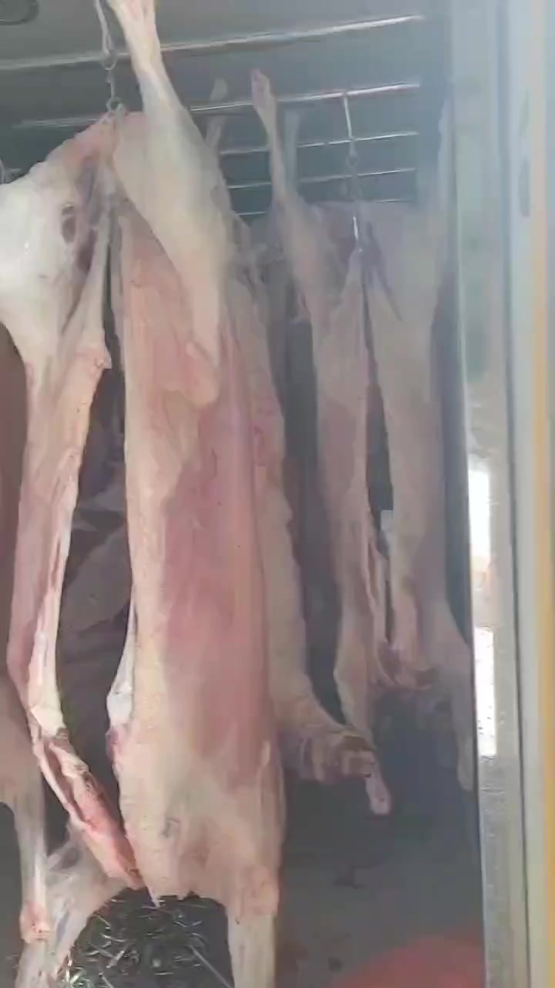 大小羊白条，鲜货，纯干无水，山羊绵羊都有