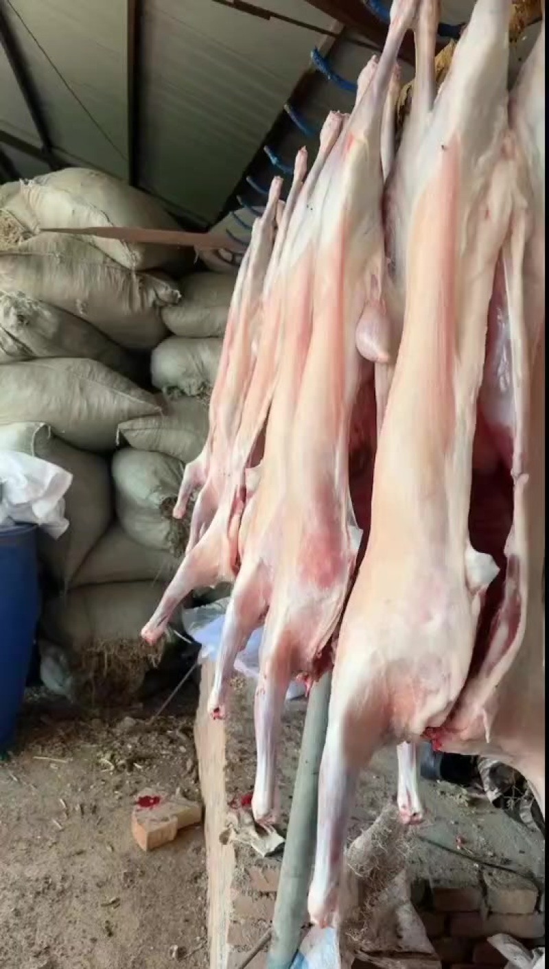 大小羊白条，鲜货，纯干无水，山羊绵羊都有