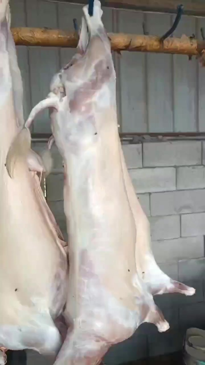 大小羊白条，鲜货，纯干无水，山羊绵羊都有
