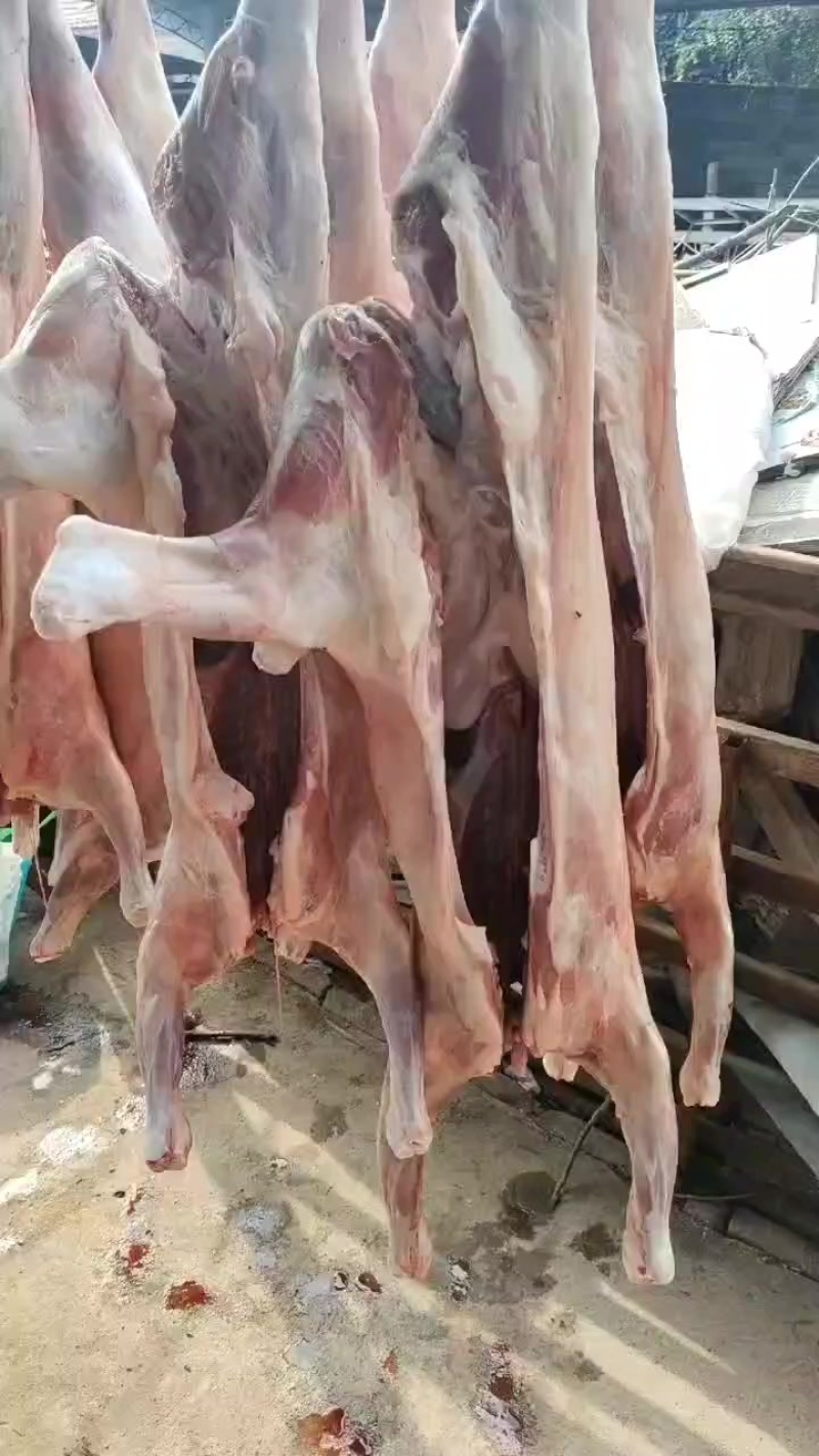 大小羊白条，鲜货，纯干无水，山羊绵羊都有