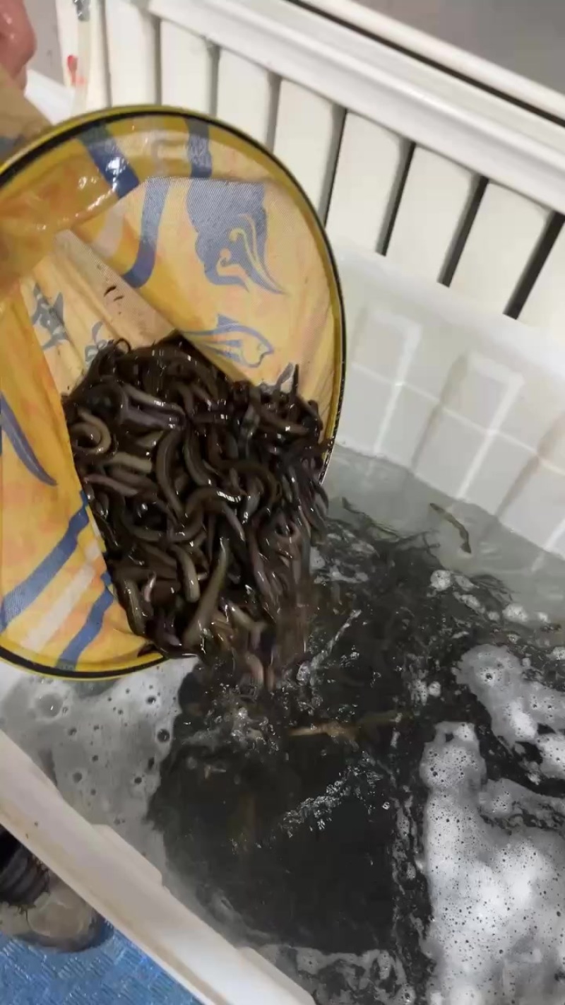 泥鳅