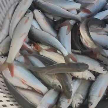 麦鲮鱼