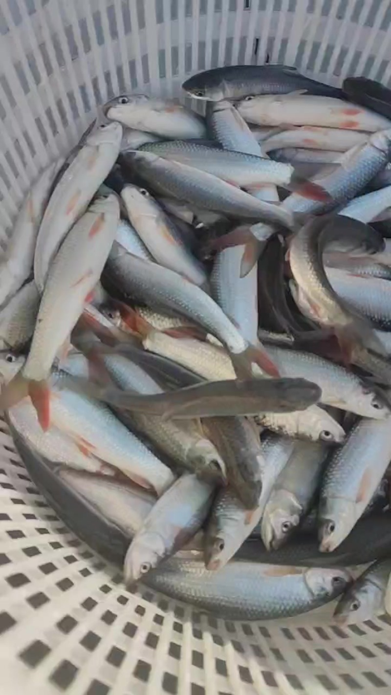 麦鲮鱼