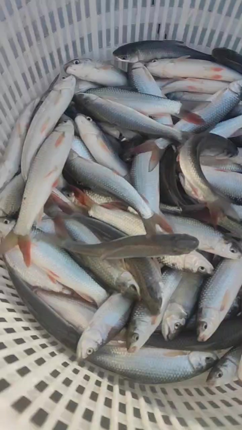 麦鲮鱼