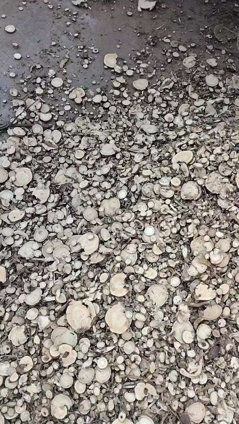 苦参