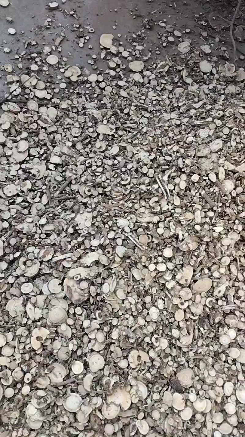 苦参