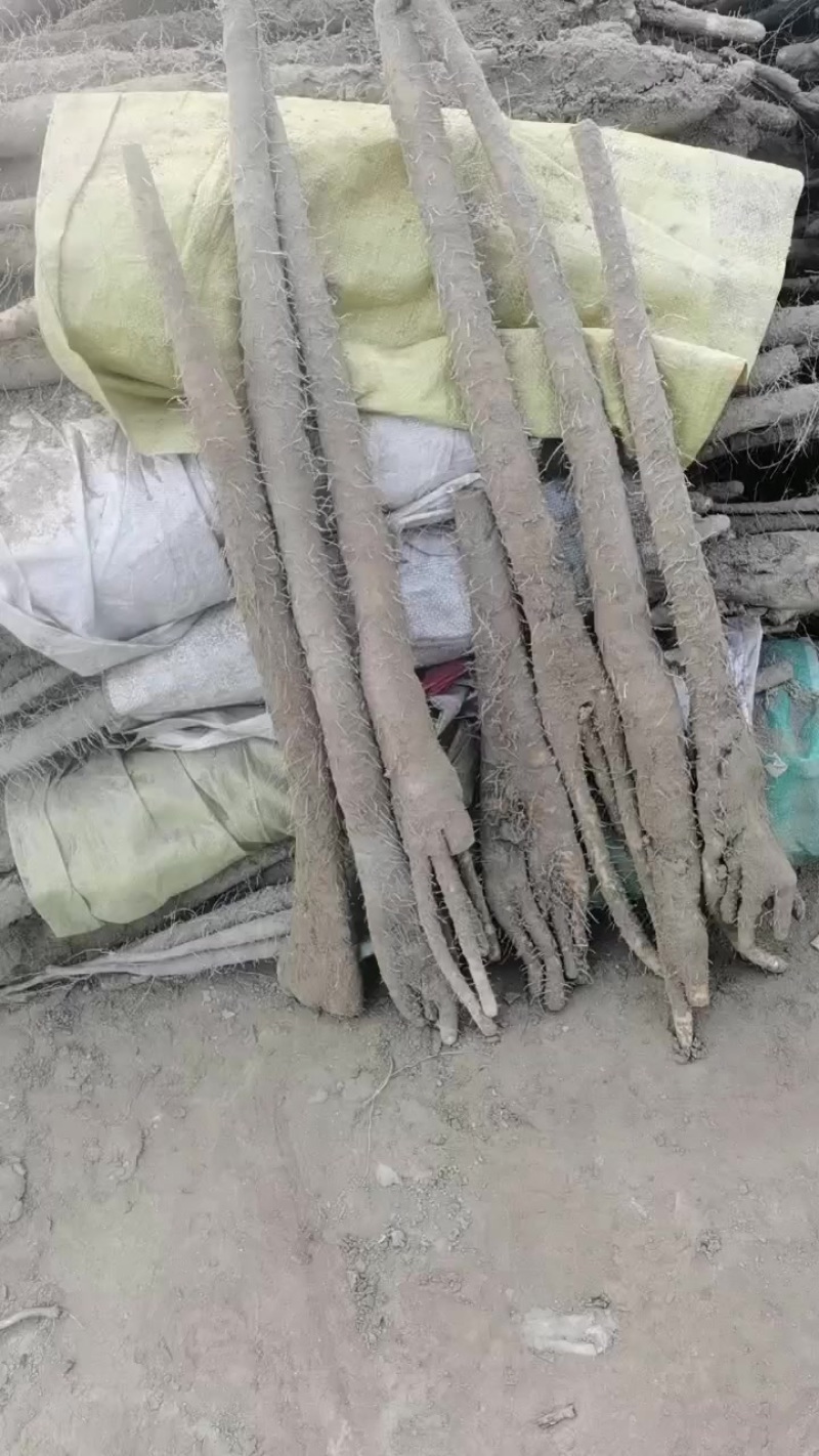 小白嘴佛手
