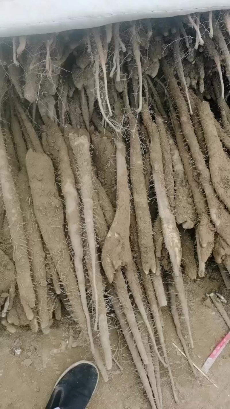 小白嘴佛手
