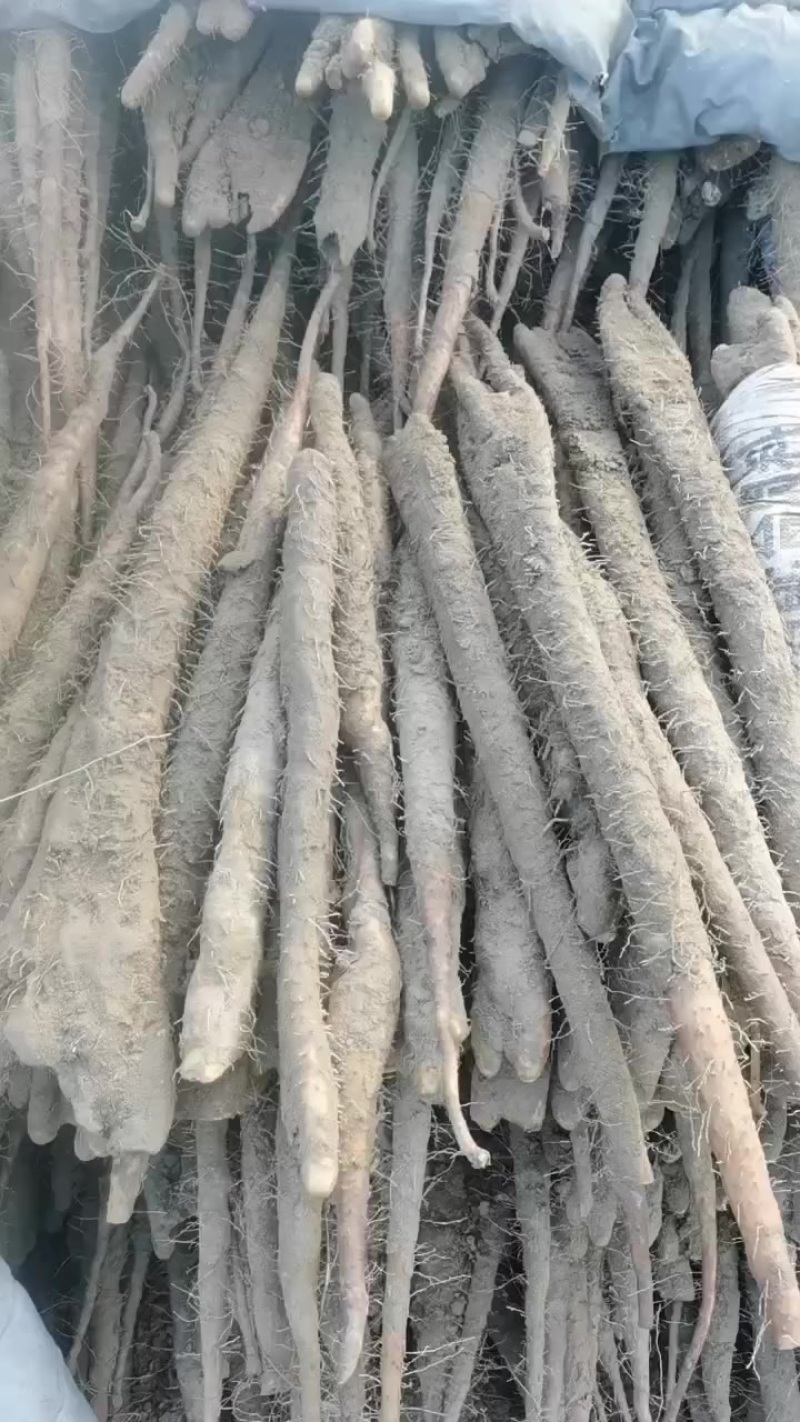 小白嘴佛手