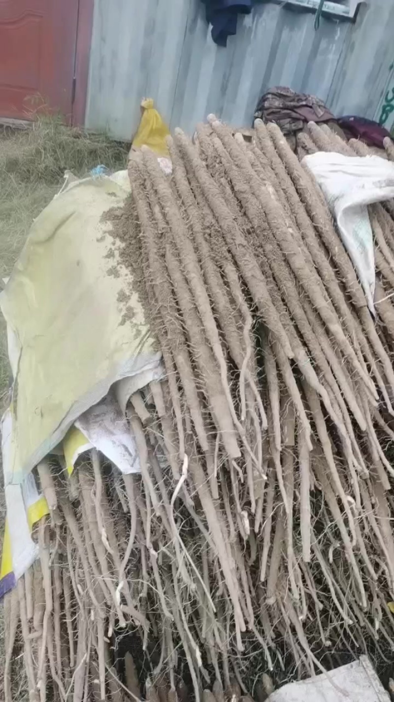 小白嘴