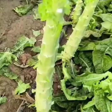 莴笋