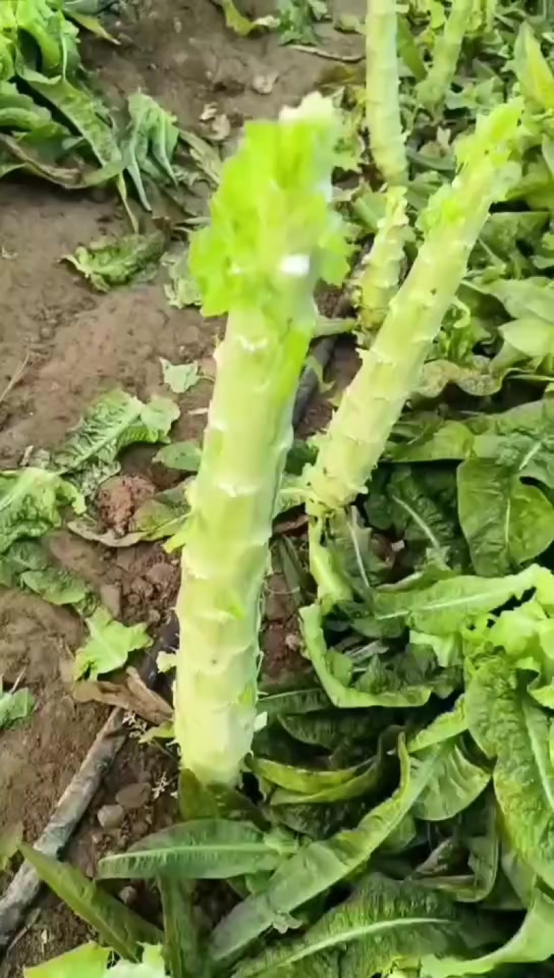 莴笋