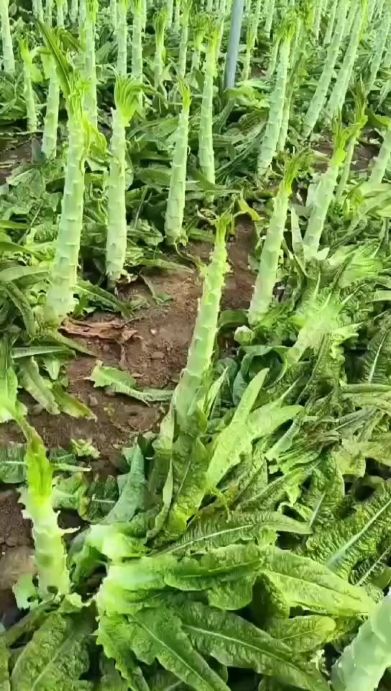 莴笋
