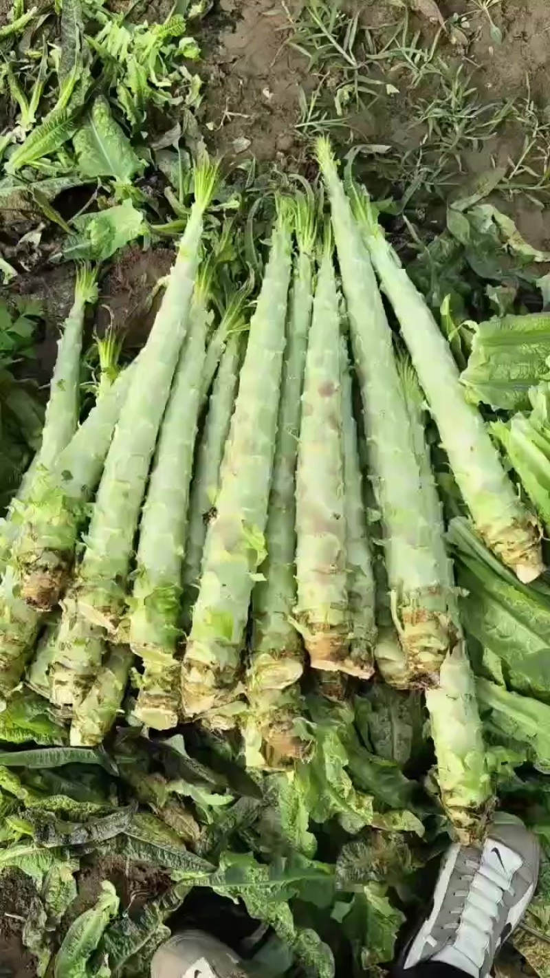 莴笋