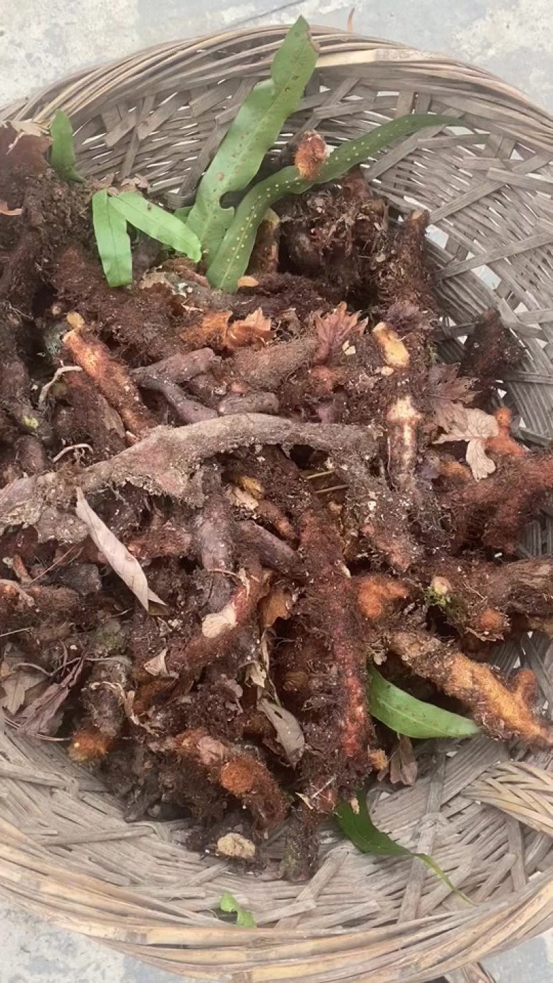 骨碎补