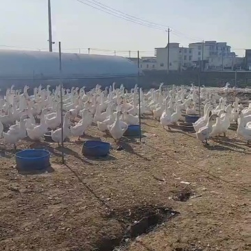 皖普鹅