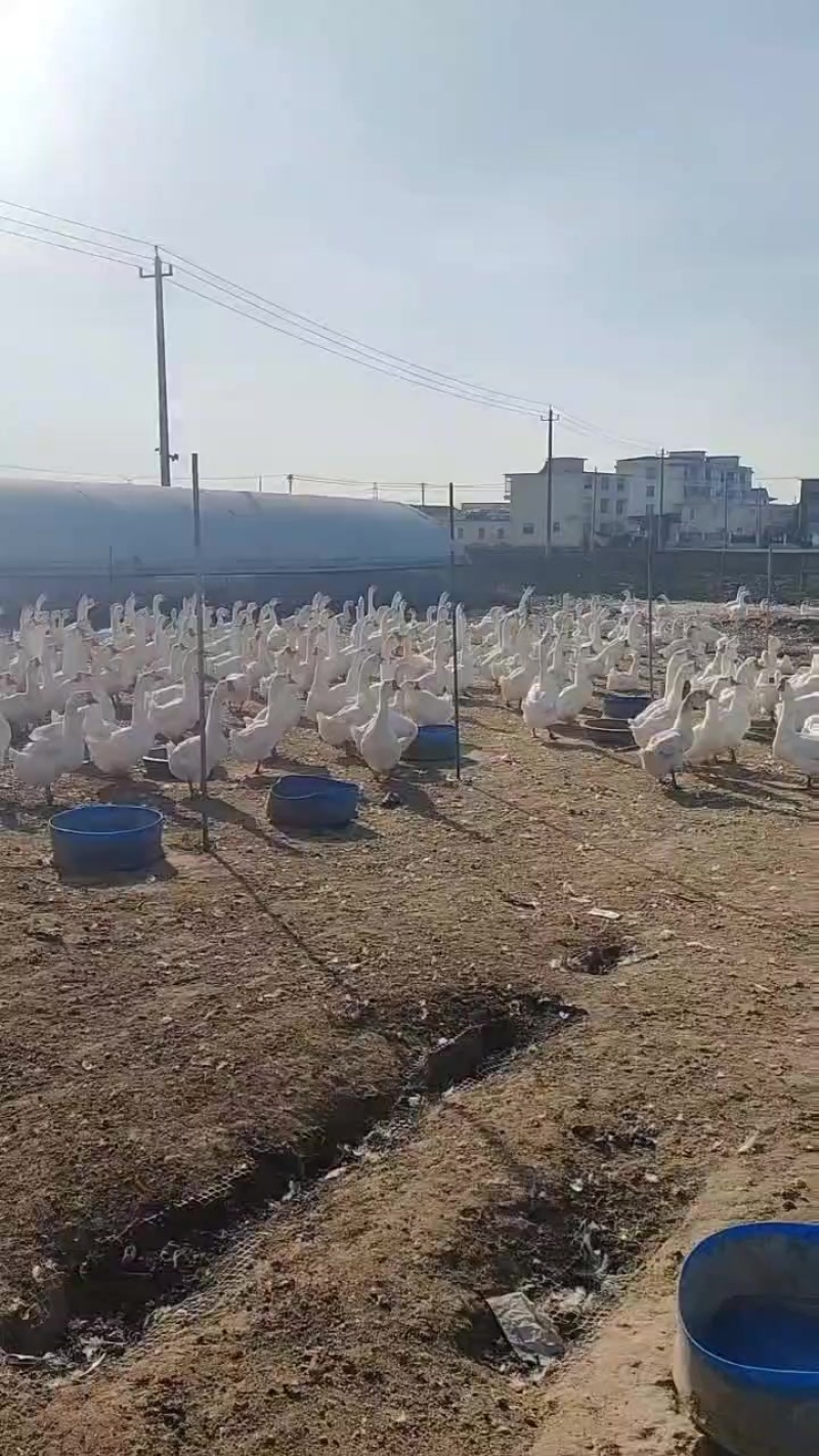 皖普鹅