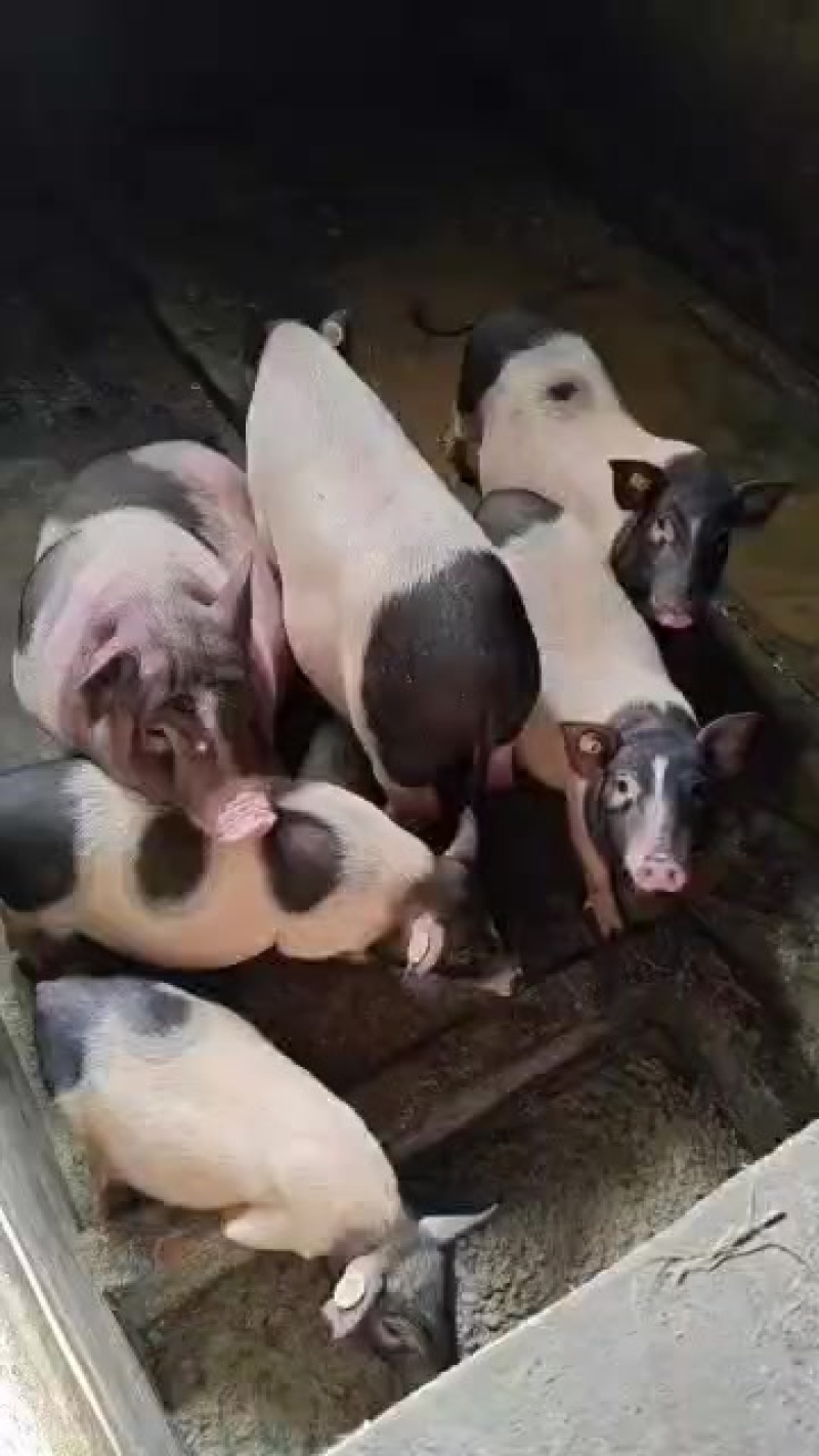 内江香猪新鲜上市，**特惠！