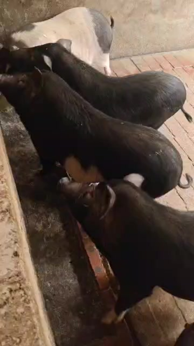 内江香猪新鲜上市，**特惠！