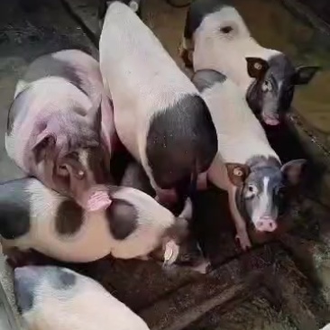 内江香猪新鲜上市，**特惠！