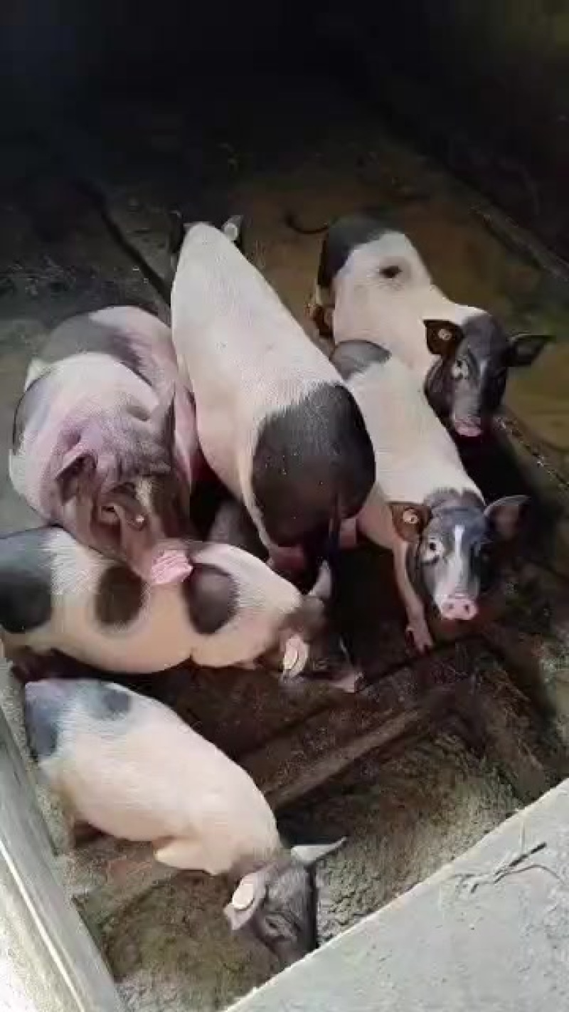内江香猪新鲜上市，**特惠！