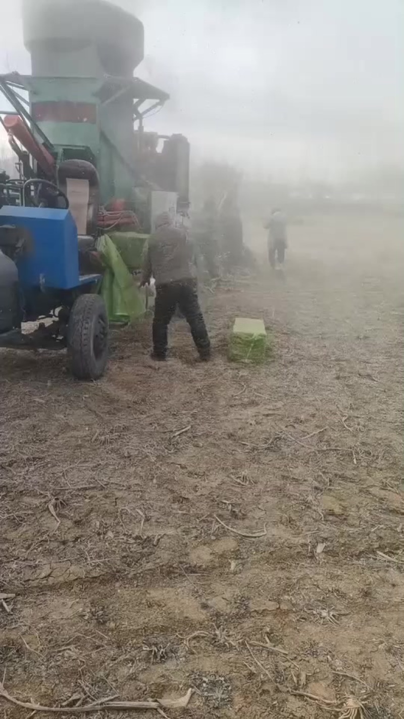过夏过冬精品玉米秸秆铡段草块