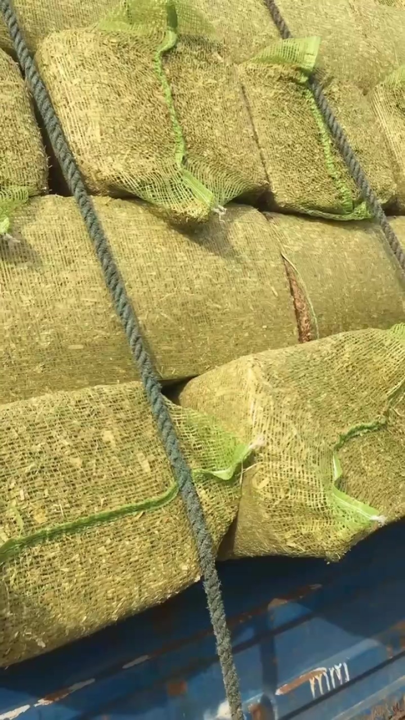 过夏过冬精品玉米秸秆铡段草块
