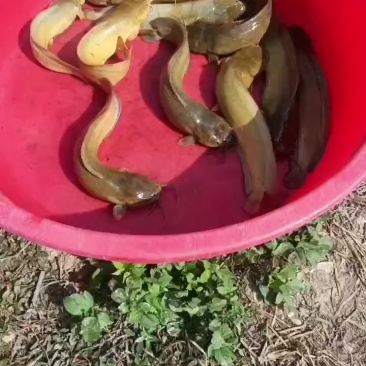 塘角鱼皇妃一号，半斤左右