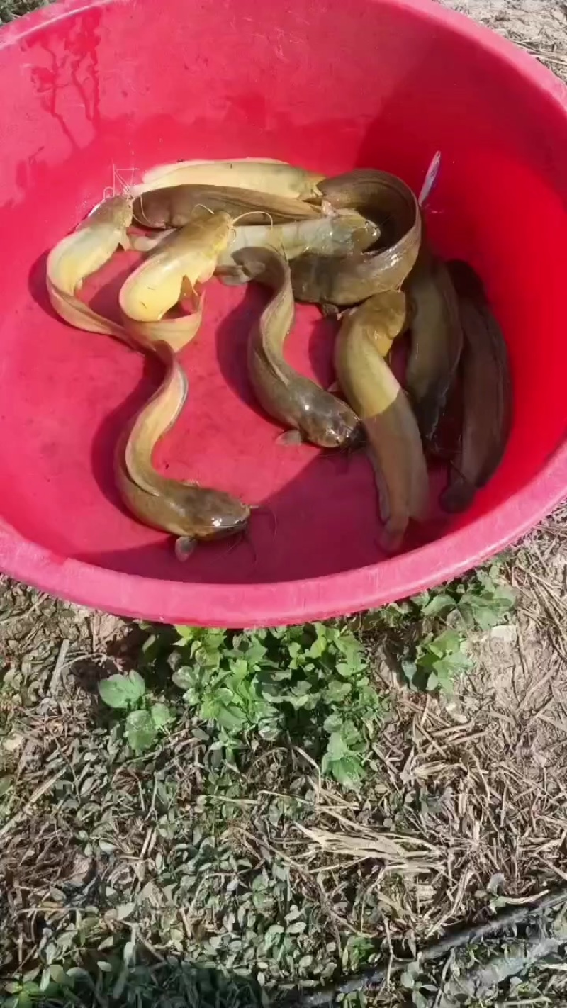 塘角鱼皇妃一号，半斤左右