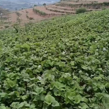 甘肃省陇南市西和县款冬花种苗，