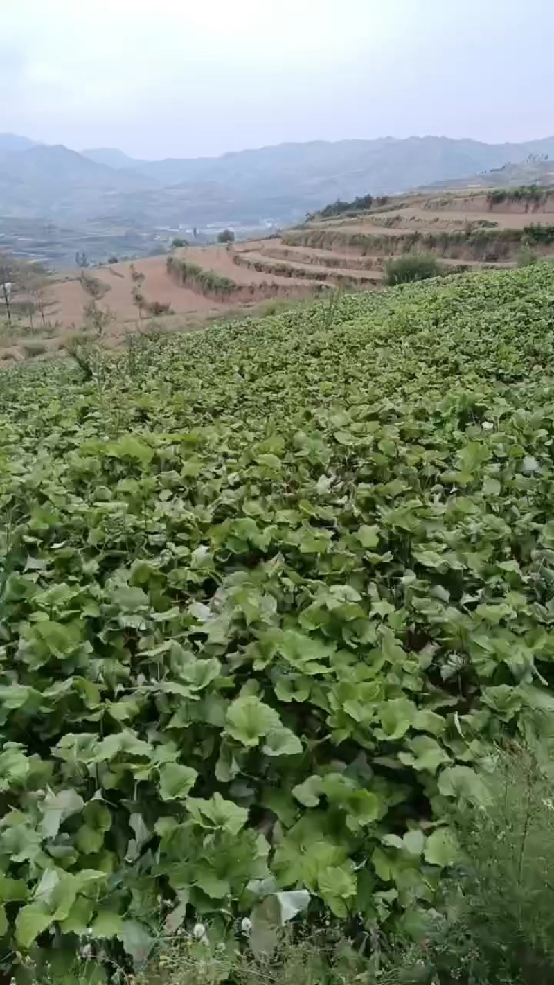 甘肃省陇南市西和县款冬花种苗，