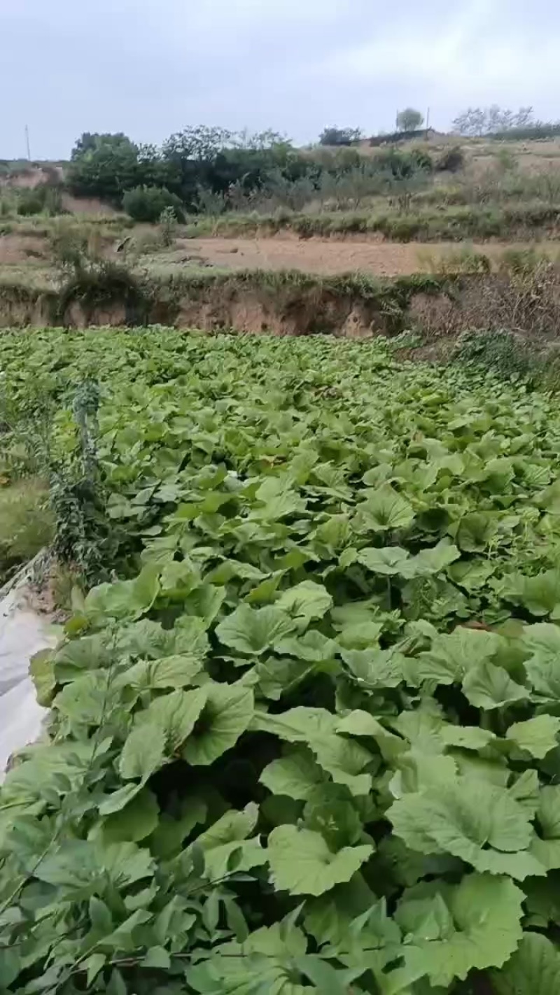甘肃省陇南市西和县款冬花种苗，