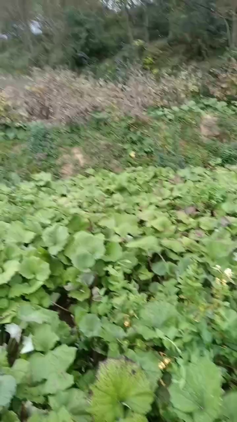 甘肃省陇南市西和县款冬花种苗，