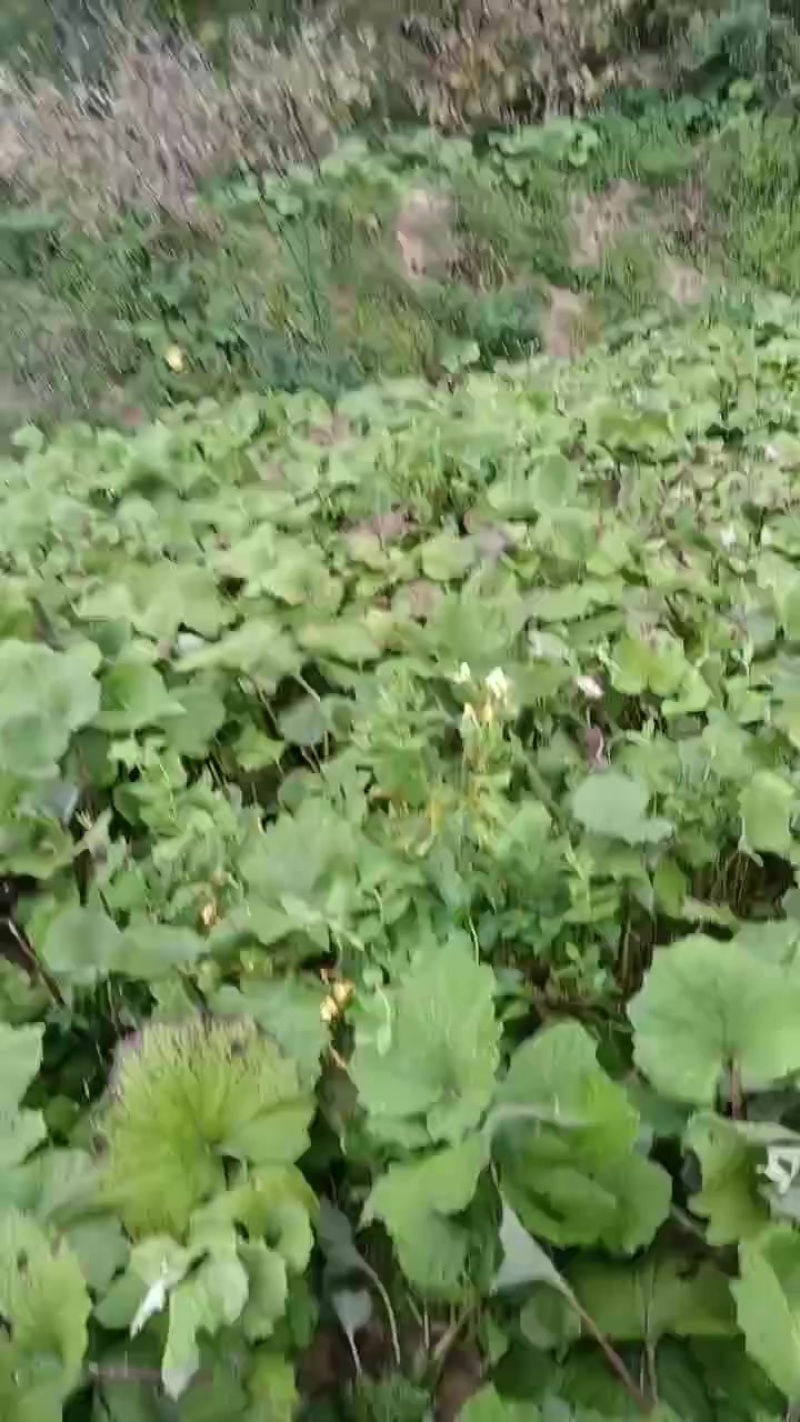 甘肃省陇南市西和县款冬花种苗，