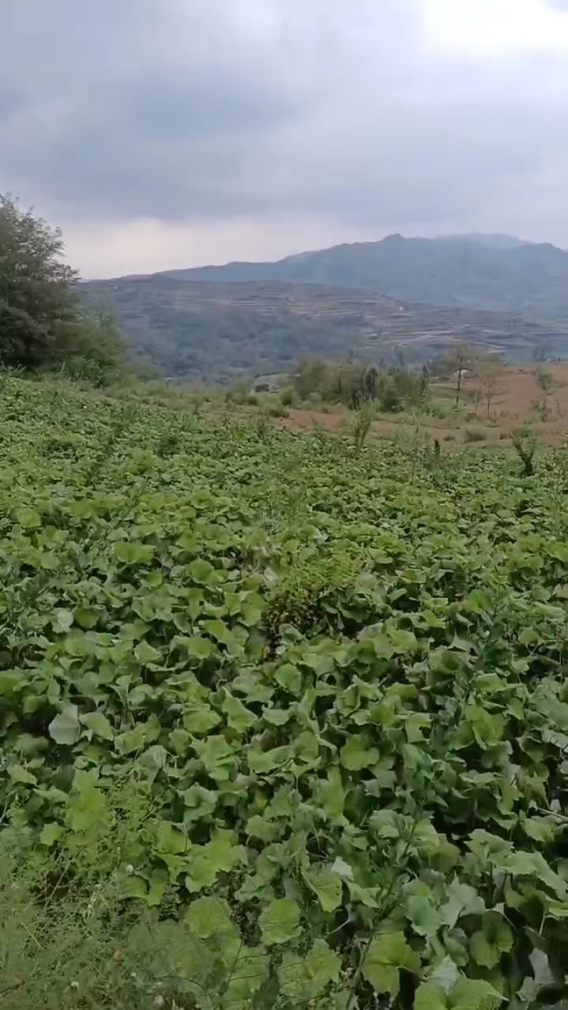 甘肃省陇南市西和县款冬花种苗，