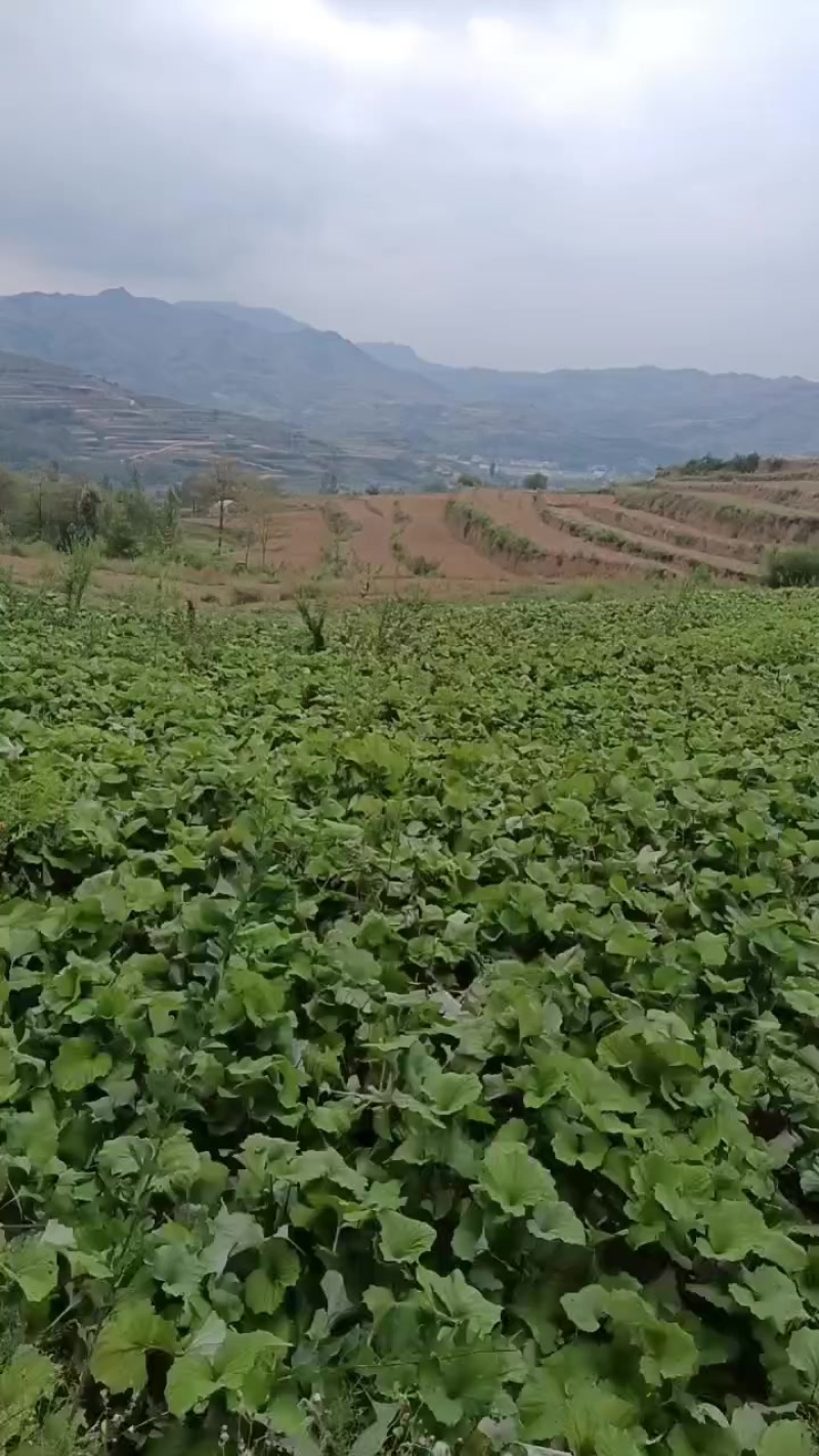 甘肃省陇南市西和县款冬花种苗，