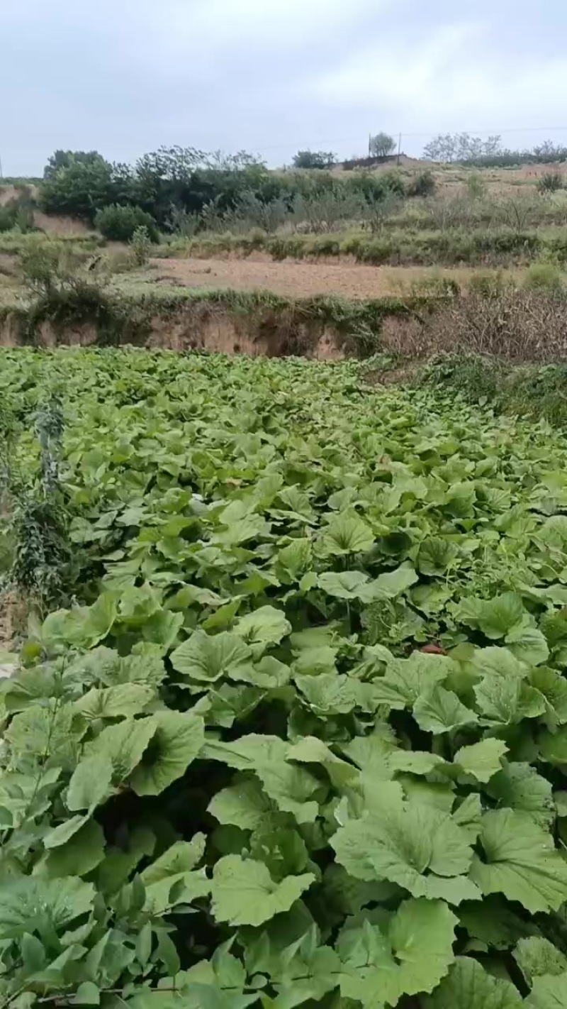 甘肃省陇南市西和县款冬花种苗，