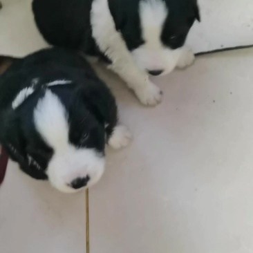 卖边牧幼犬.包窝便宜