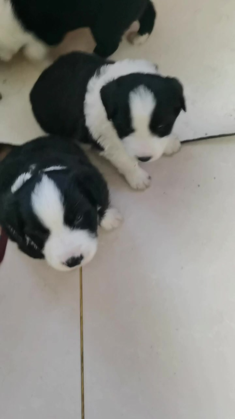 卖边牧幼犬.包窝便宜