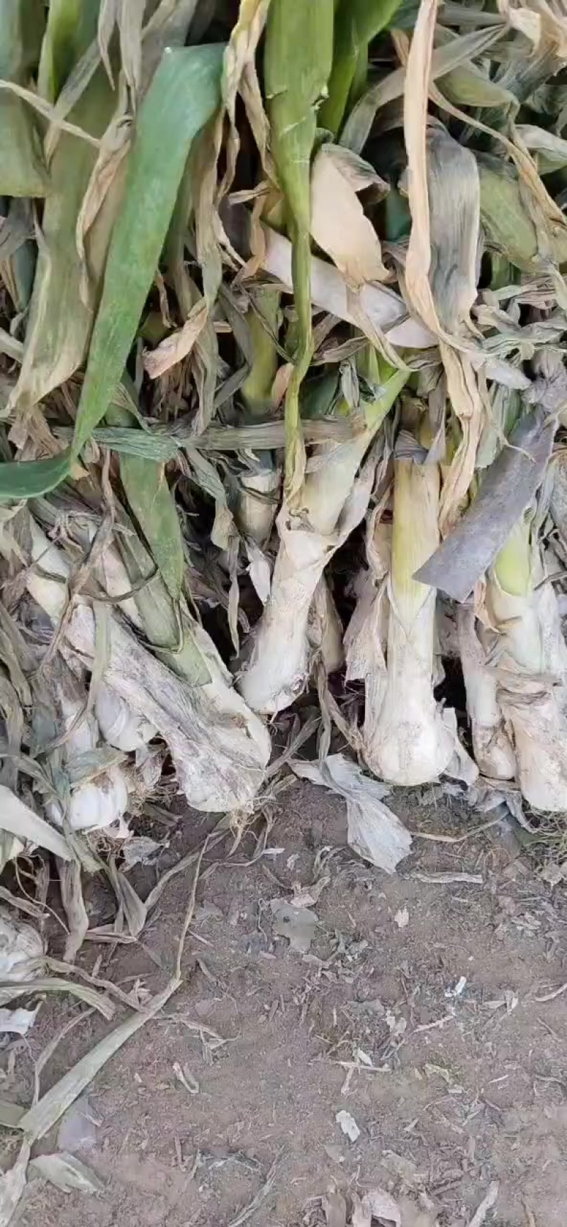 鸡腿大葱