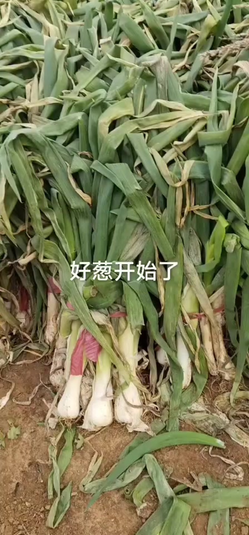 鸡腿大葱