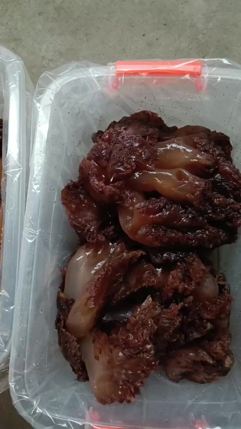 海蜇