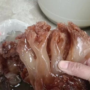 海蜇