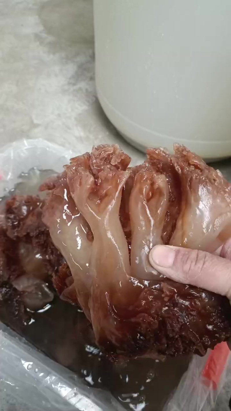 海蜇