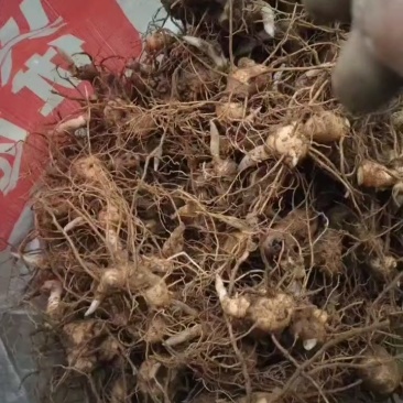 黄精种苗