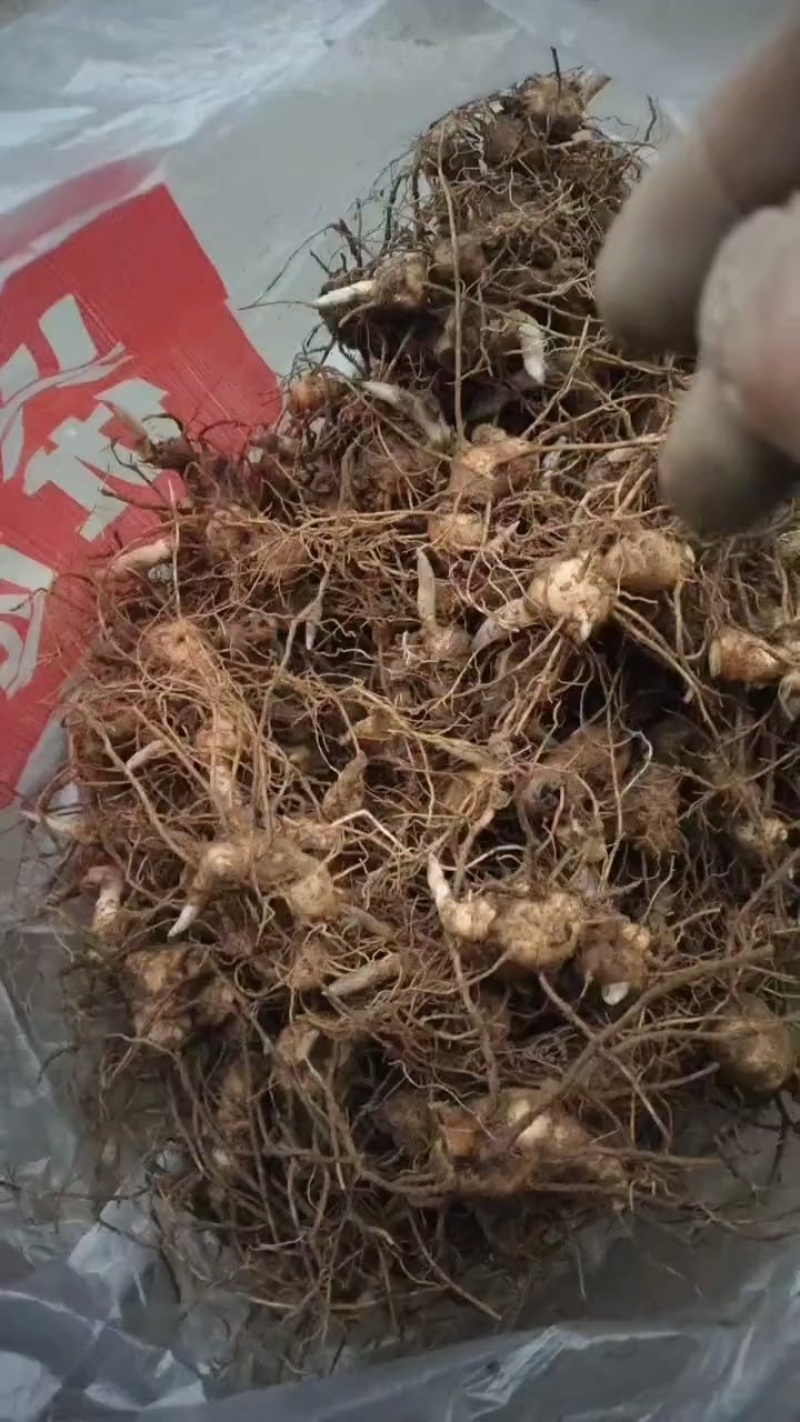 黄精种苗