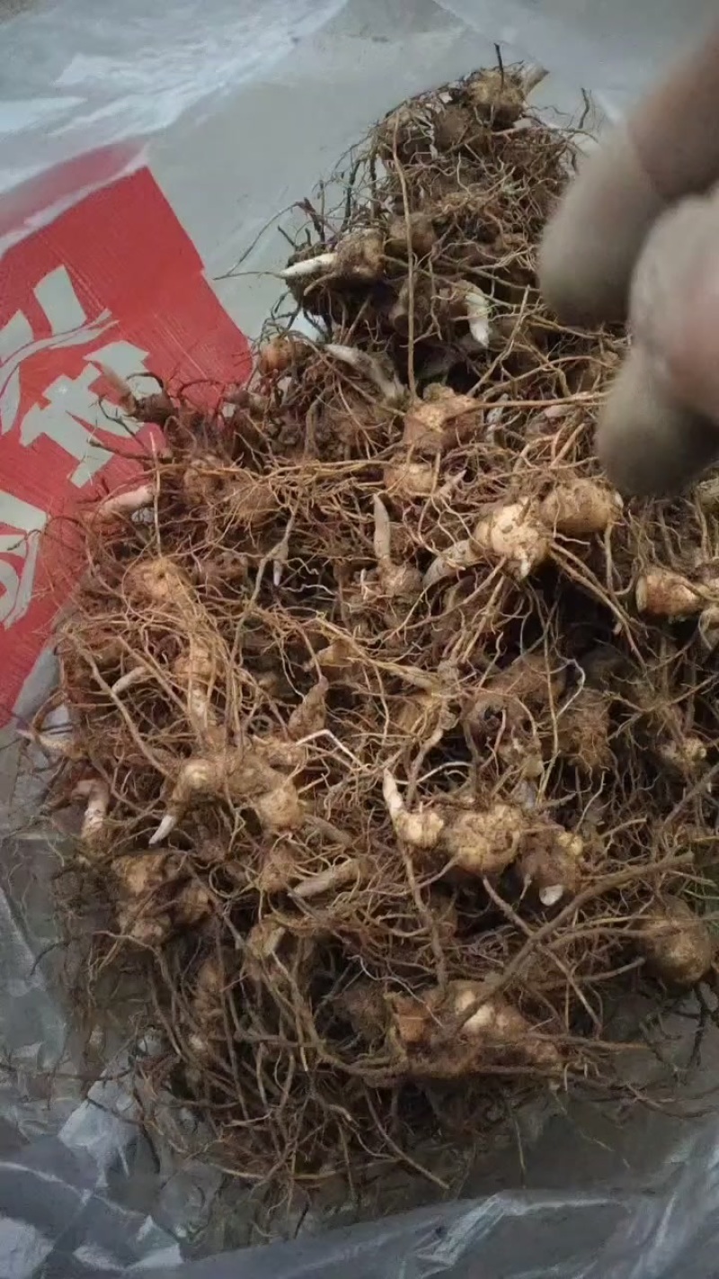 黄精种苗
