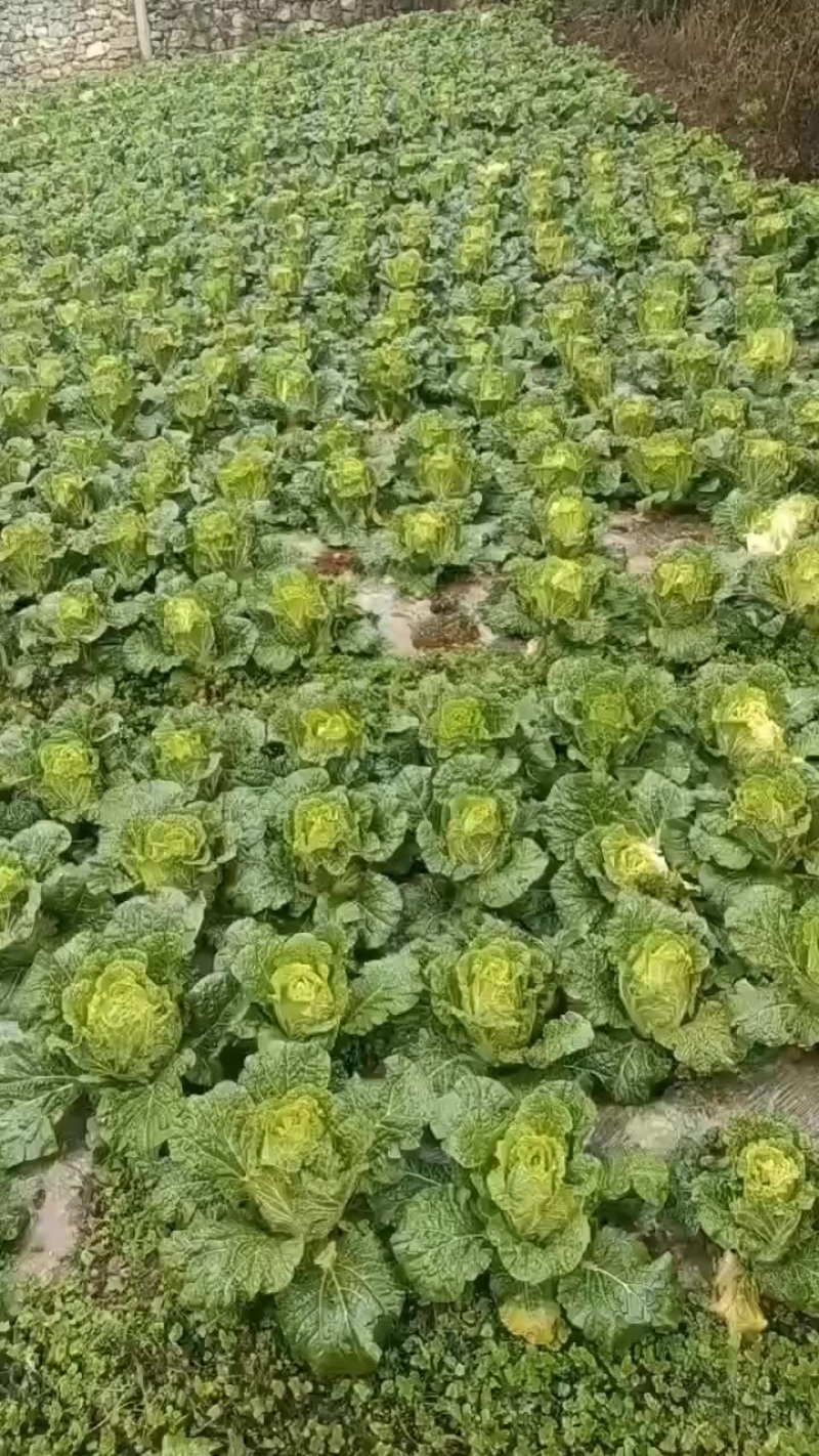 规格2-3-4