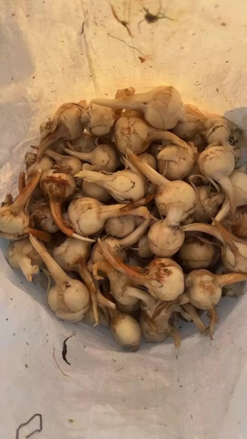 大量上市，有量有价