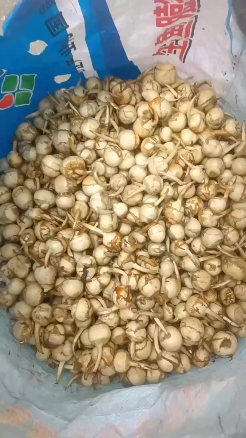 大量上市，有量有价